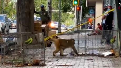 Este mono que se escapó de las autoridades causa sensación en Rico - CNN Video