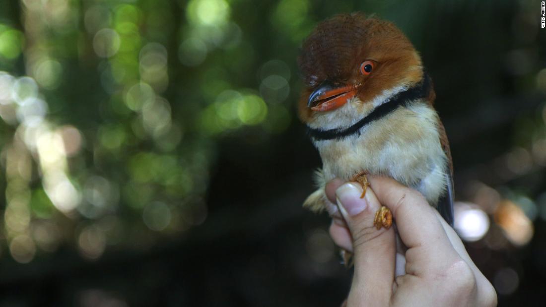 The collared puffbird (Bucco capensis) inhabits midstory vegetation in the forests of northern Amazonia. 