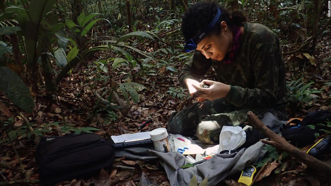 Study coauthor Bruna Rodrigues do Amaral, a graduate student at Penn State University, measures a black-faced antthrush (Formicarius analis).