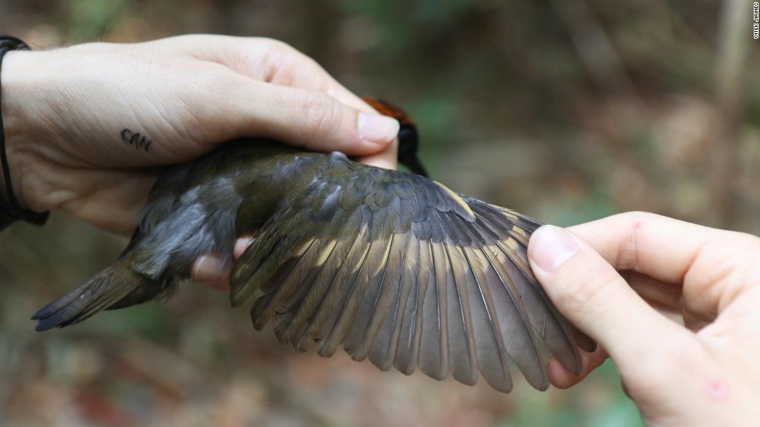 Shown is the wing of a rufous-capped antthrush (Formicarius colma), which lives on the forest floor and forages in low undergrowth.