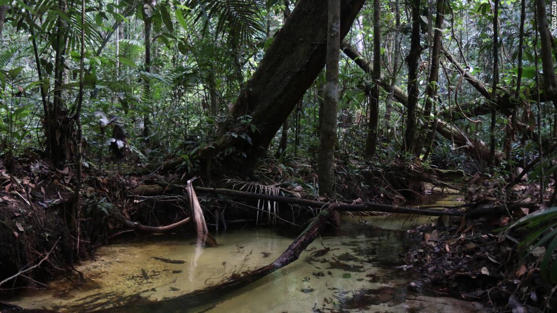 Primary forest floor in Amazonia is shown.