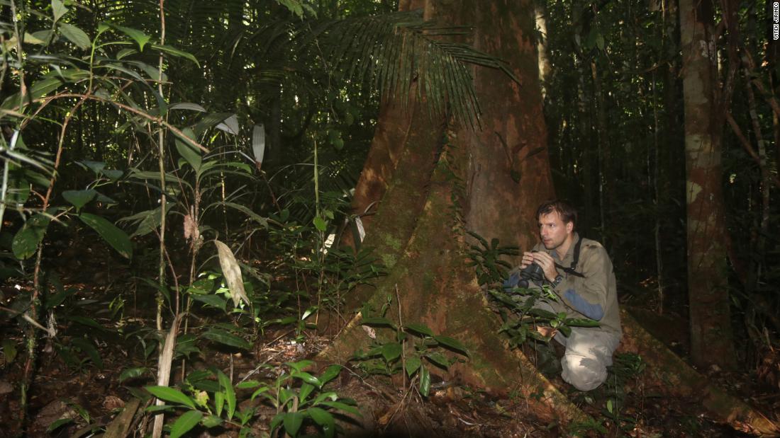 A researcher looks for elusive understory birds.