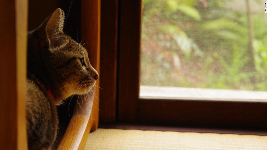 Los gatos pueden saber tu ubicación con tan solo escucharte, según ...