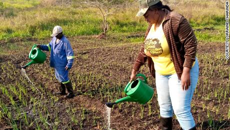 Charinda waters onion seedlings on the farm in Kamina in July 2020.