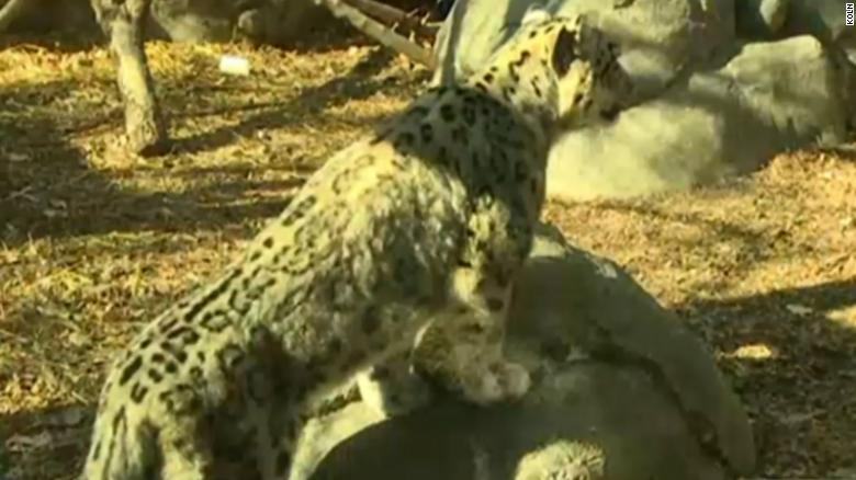 Snow leopards die of Covid-19 complications at Nebraska zoo