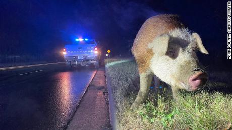A hog named Papa Pig was blocking two lanes of traffic in York County, South Carolina, the sheriff&#39;s office said. 