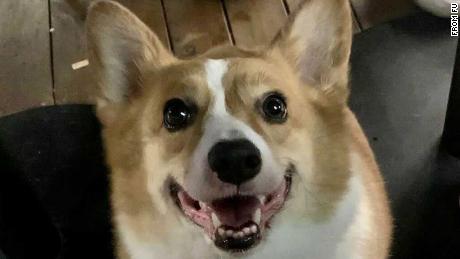 This corgi was killed by health workers in China in the name of Covid prevention, sparking public outrage.
