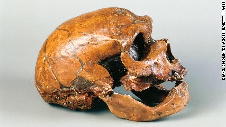 The skull of a Neanderthal man known as the &quot;Old Man of La Chapelle.&quot; Unearthed in 1908, it was the first relatively complete Neanderthal skeleton to be found.