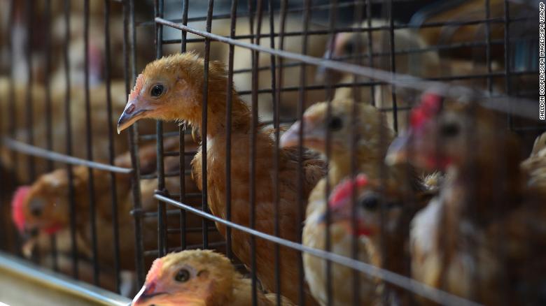 Bird flu spreads in Europe and Asia, putting poultry industry on alert
