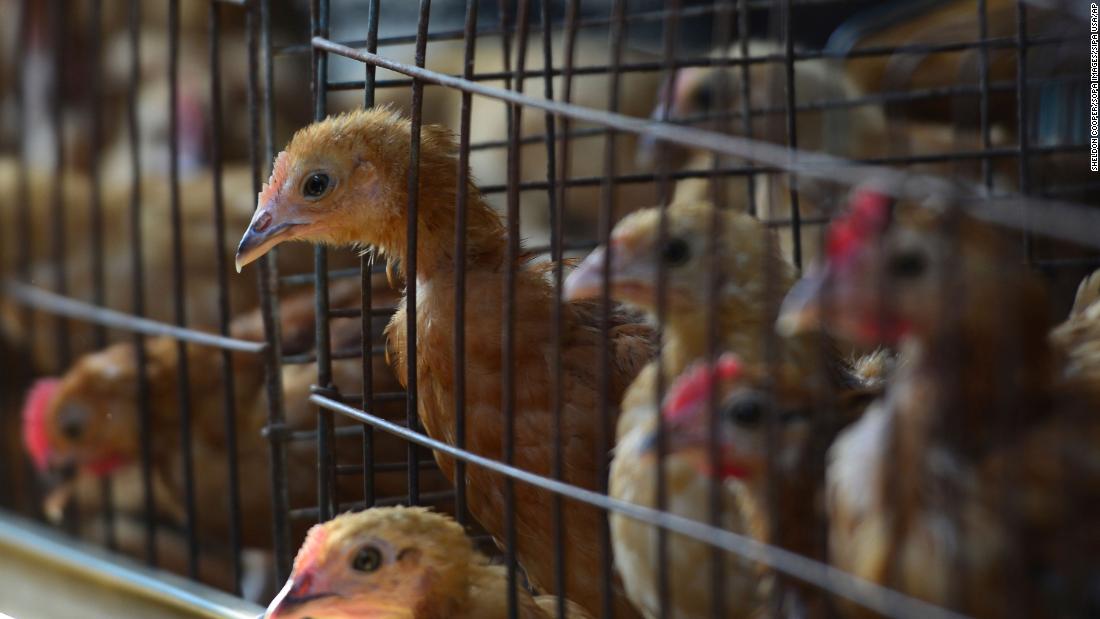 Paukščių gripas plinta Europoje ir Azijoje, todėl paukštininkystės pramonė yra budri