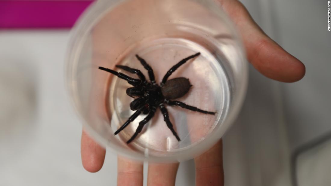 'Megaspider' is biggest of its kind we've ever seen, Australian reptile park says