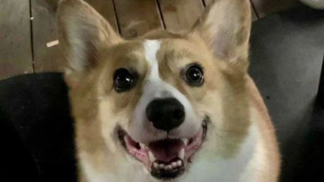 The corgi was killed by Covid-19 personnel at its home while its owner was quarantined at a nearby hotel.