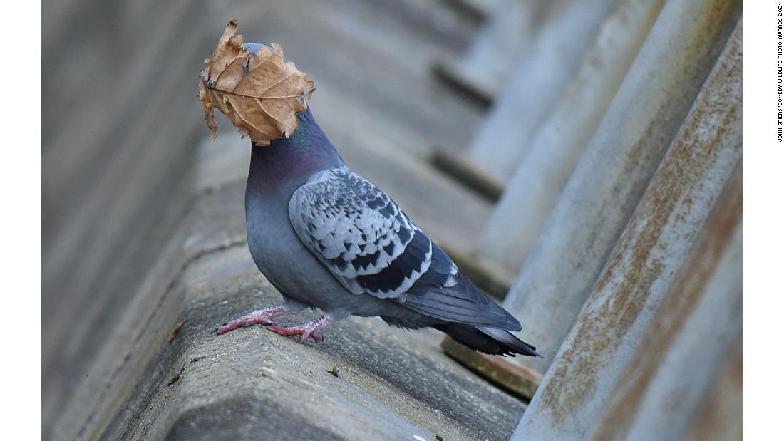 John Speirs won the Creatures in the Air category for this pigeon with a leaf on its face.