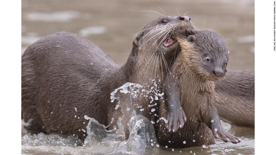 Sometimes, tough love is needed. Chee Kee Teo won the Creatures Under the Water award for this photo of a mother otter teaching her baby to swim.
