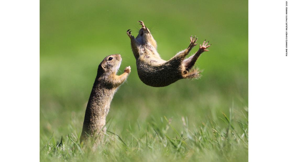 Roland Kranitz submitted this photo of gophers messing around in Hungary.