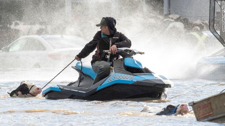 Cows that were stranded in a flooded barn are rescued by people in boats and a sea doo after rainstorms lashed the western Canadian province of British Columbia, triggering landslides and floods, and shutting highways, in Abbotsford, British Columbia, Canada November 16, 2021.  