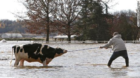 FILE PHOTO: Community members struggle to rescue stranded cattle from a farm after rainstorms caused flooding and landslides in Abbotsford, British Columbia, Canada November 16, 2021.  REUTERS/Jesse Winter/File Photo