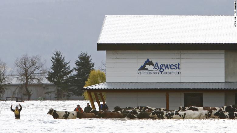 Stranded cattle are seen during a community rescue operation after rainstorms caused flooding and landslides, in Abbotsford, British Columbia, Canada November 16, 2021.  