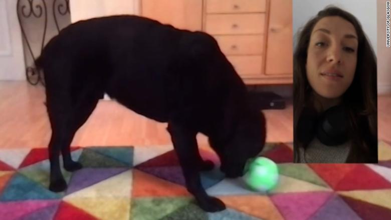 This toy allows your dog to 'call' you