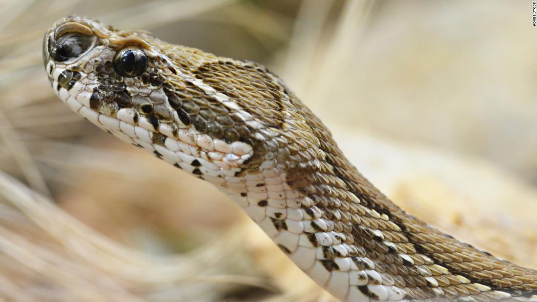Russell&#39;s vipers are nocturnal and dwell in dry places, under shrubs.