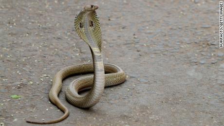 The Indian spectacled cobra can grow up to 1.8 meters (6 feet) long.
