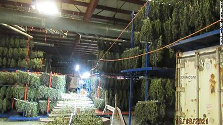 Police seize $500 million in illegal marijuana in a raid in Oregon