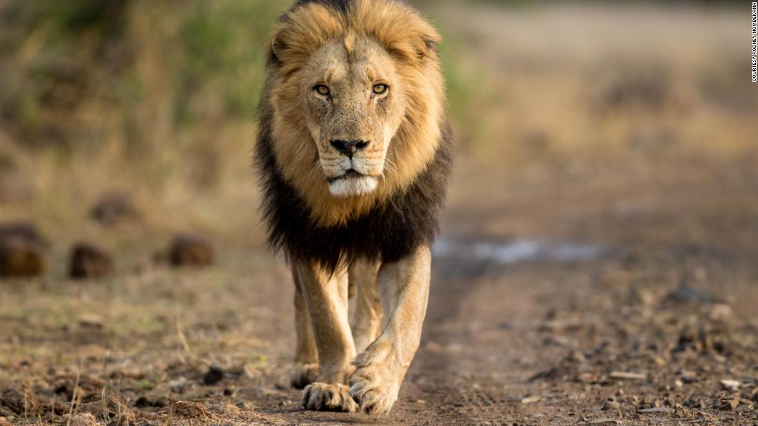 How a love for big cats and the 'myth' of the leopard sparked this wildlife photographer's career