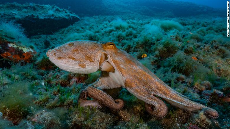 A common octopus (Octopus vulgaris) moves along the seabe on August 2, 2017, in Marseille, France. 