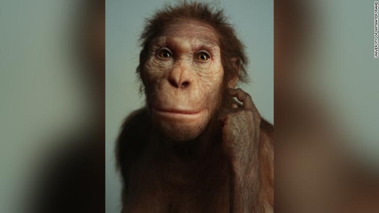 Ancient human relative walked like a human but climbed like an ape, new fossils suggest