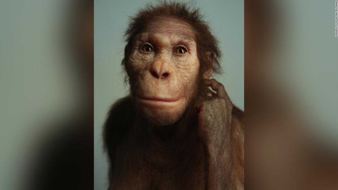 Ancient human relative walked like a human but climbed like an ape, new fossils suggest - CNN