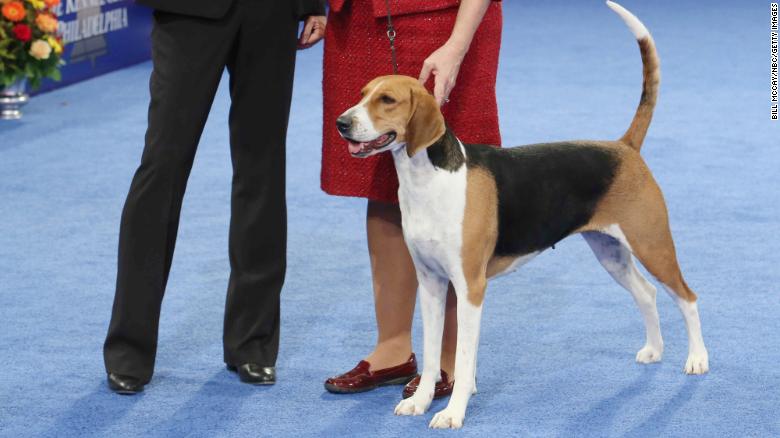 Jewel arrived at the National Dog Show with the confidence of a champion.