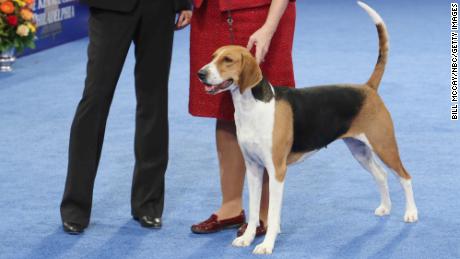 Jewel arrived at the National Dog Show with the confidence of a champion.