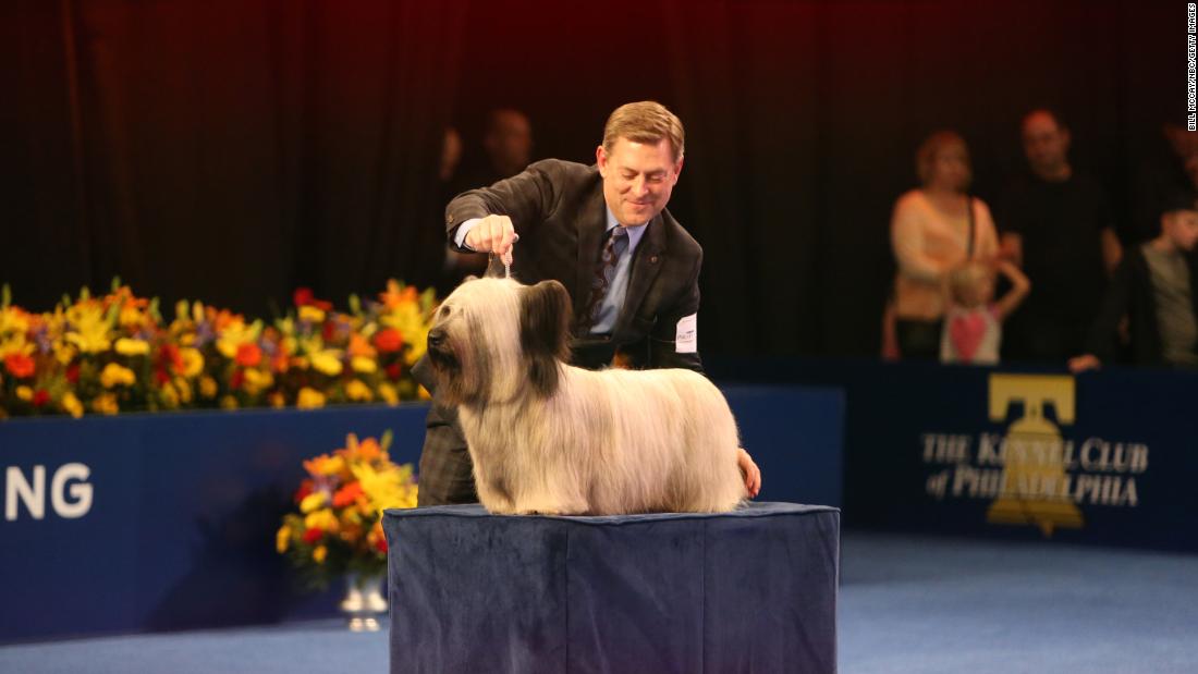 National Dog Show Revisit previous Best in Show champs CNN