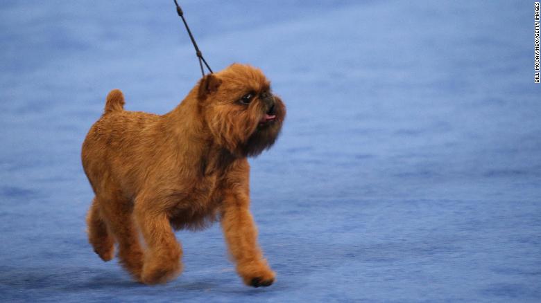 Newton flashed a rare smile during his winning performance at the National Dog Show.