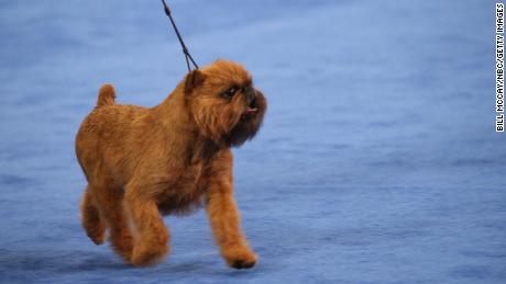 Newton displayed a rare smile during his winning performance at the National Dog Show.