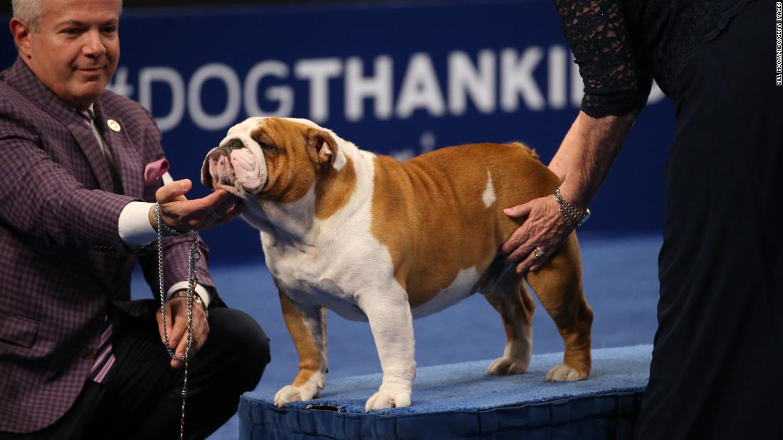 National Dog Show Revisit previous Best in Show champs CNN