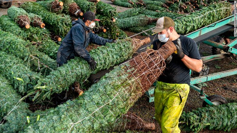Grounds crew load cut and packaged Christmas trees onto trucks at Noble Mountain Tree Farm in Salem, Oregon, in 2020. Noble Mountain is one of the largest Christmas tree farms in the world, harvesting about 500,000 trees per season.