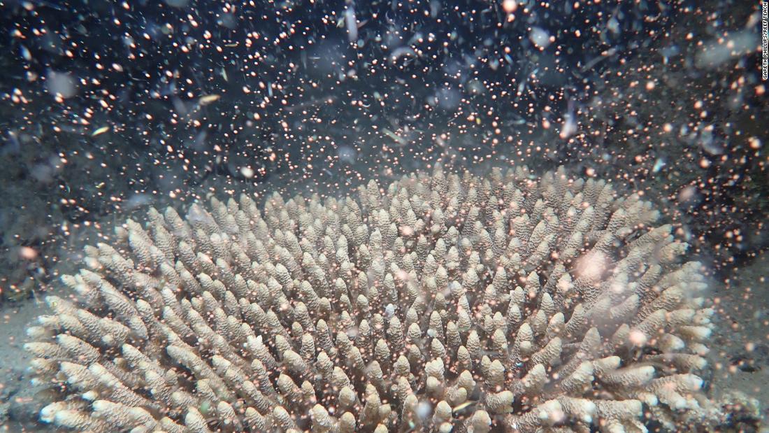 Great Barrier Reef explodes into life in ‘magical’ spawning event – CNN
