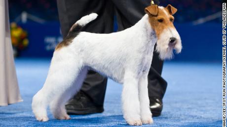 Eira sported one of the best beards ever seen on the National Dog Show stage.