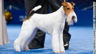 National Dog Show: Revisit previous Best in Show champs - CNN