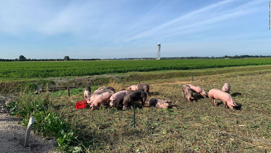 El aeropuerto Schiphol de Ámsterdam está experimentando con cerdos para proteger a los aviones de chocar con pájaros