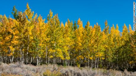 The Pando Aspen Clone, considered the world&#39;s largest single organism, is being eaten by deer and elk.