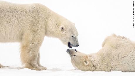 Polar bears spar near the Hudson Bay community of Churchill, Manitoba, Canada November 20, 2021. REUTERS/Carlos Osorio