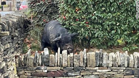 Two pigs went hog wild on a golf course in Yorkshire, UK, causing mayhem and injuries.