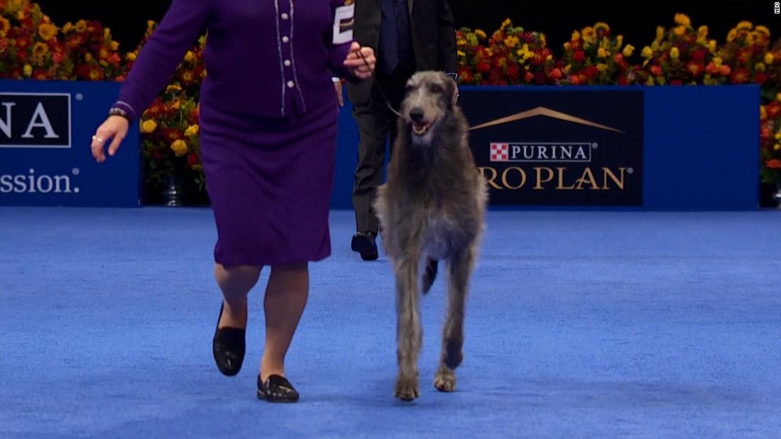 Pertunjukan Anjing Nasional 2021: Anjing Rusa Skotlandia, Claire, menjadi pemenang pertama yang mengulang Terbaik dalam Pertunjukan