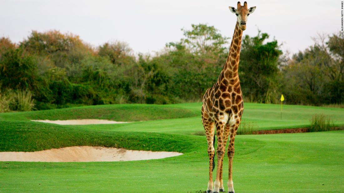 A giraffe crosses the first hole at dusk at the Leopard Creek Country Club Golf in Malelane, South Africa in 2004.