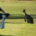 Animals on golf courses 021909