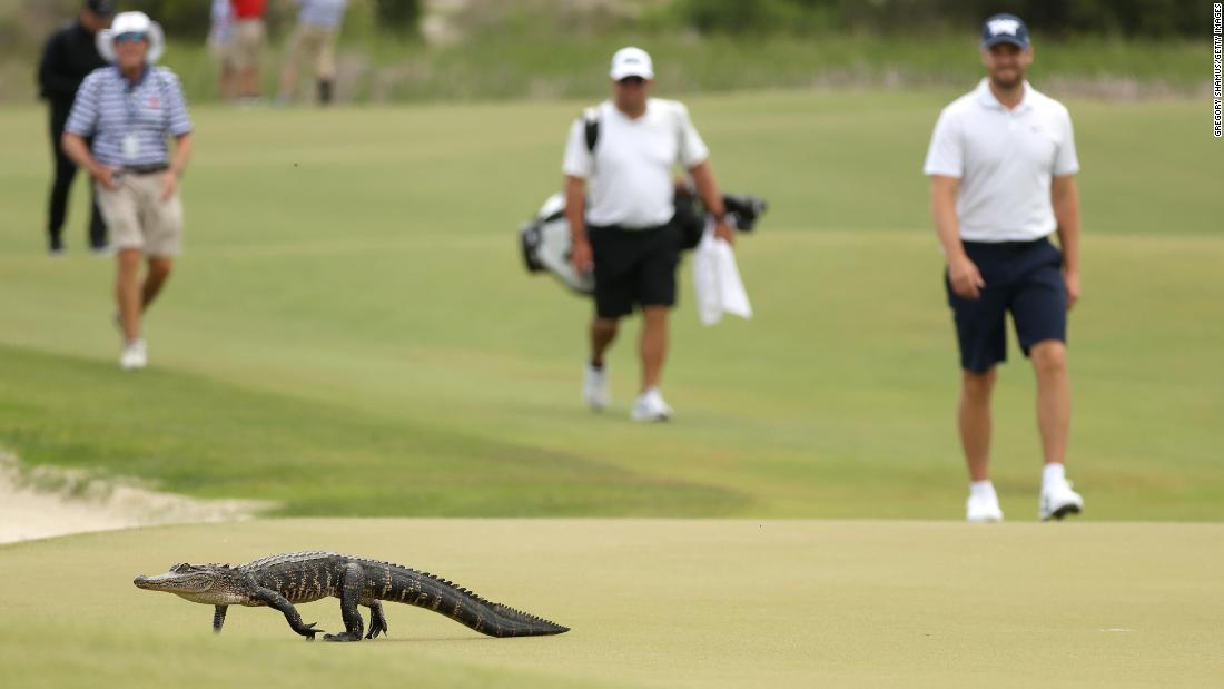 An alligator crosses the sixth green during a practice round prior to the 2021 PGA Championship at Kiawah Island Resort&#39;s Ocean Course in South Carolina. 