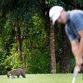 Animals on golf courses 110421