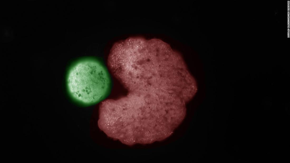 Tiny living Pac-Man robots have learned how to reproduce